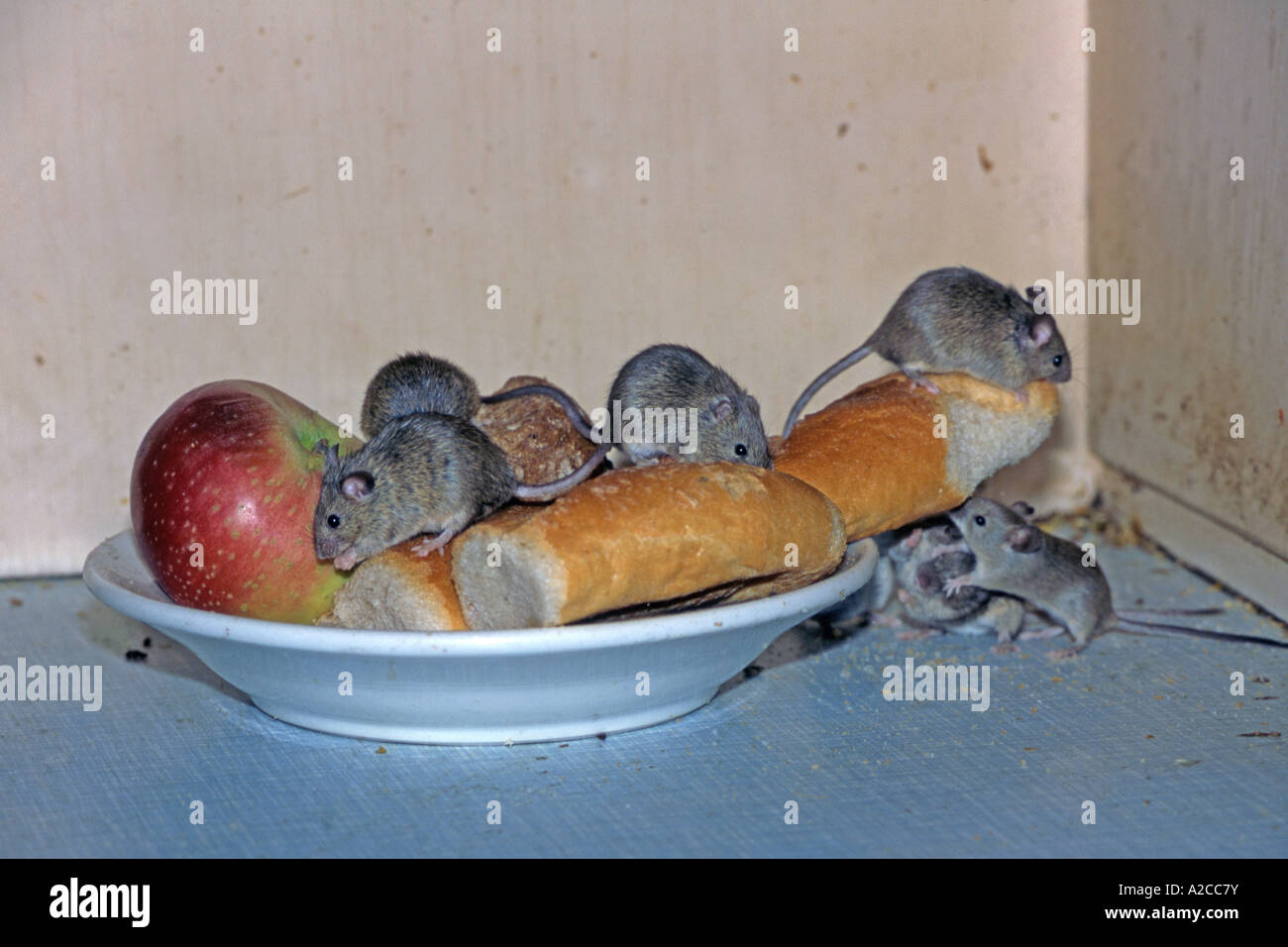 House Mouse Mus Musculus Group Feeding In A Pantry Austria