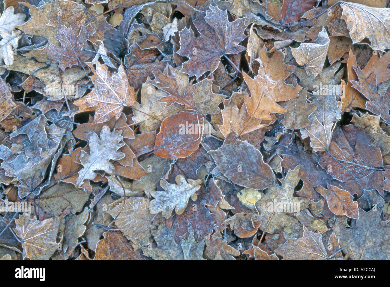 Fallen leaves on the ground Stock Photo - Alamy