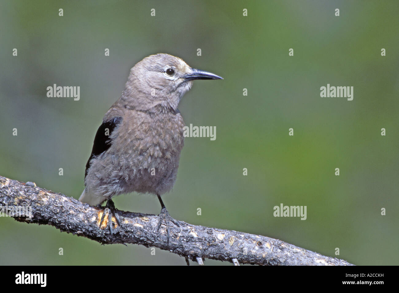 Clarks Nutcracker (Nucifraga columbiana) perched on branch Stock Photo