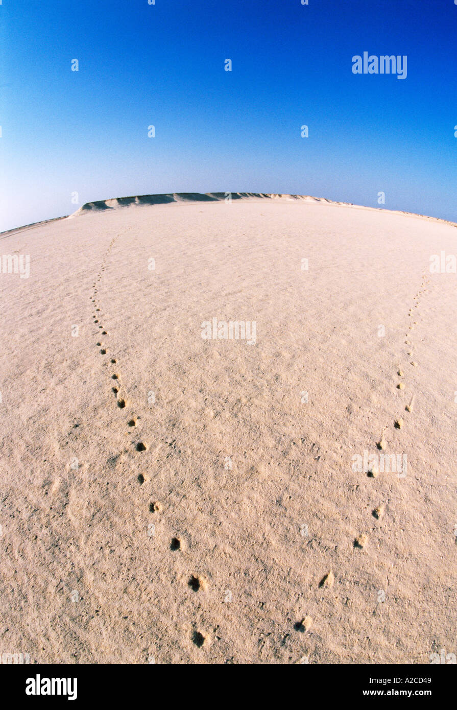 Gazelle footprints in the Desert Bahrain Stock Photo Alamy