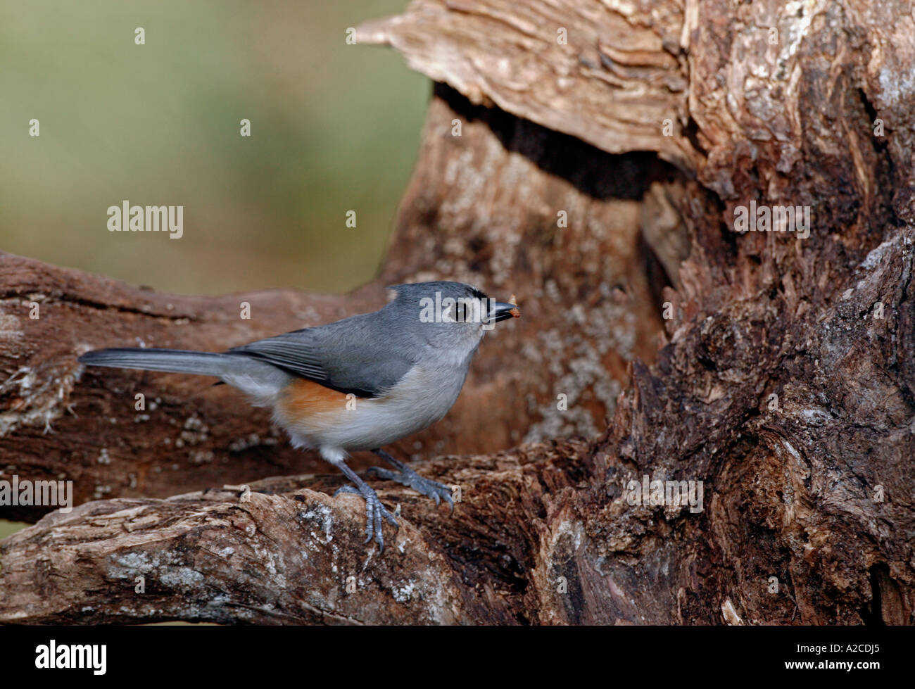 Tufted Titmouse Stock Photo
