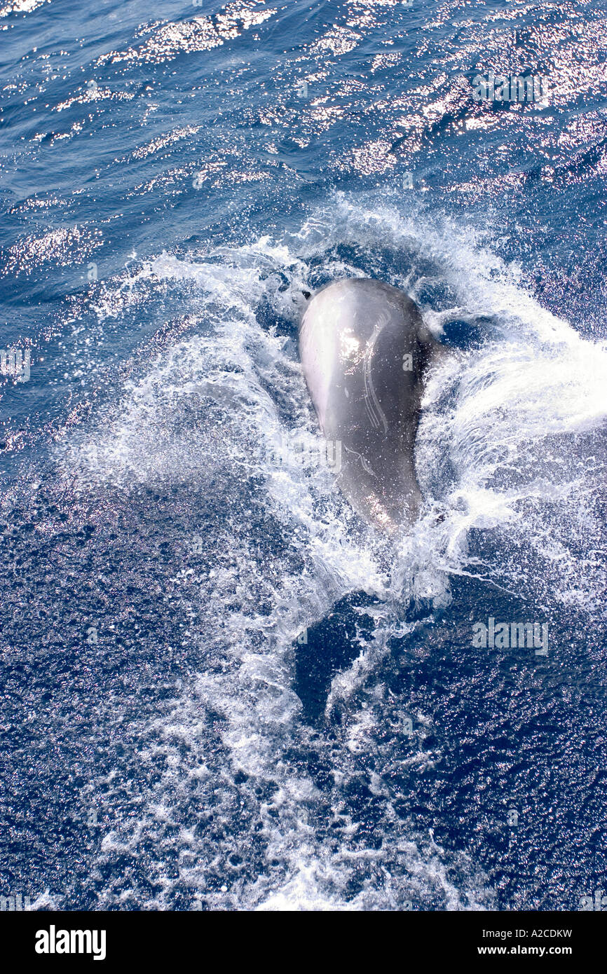 dolphin jumping out of water Stock Photo