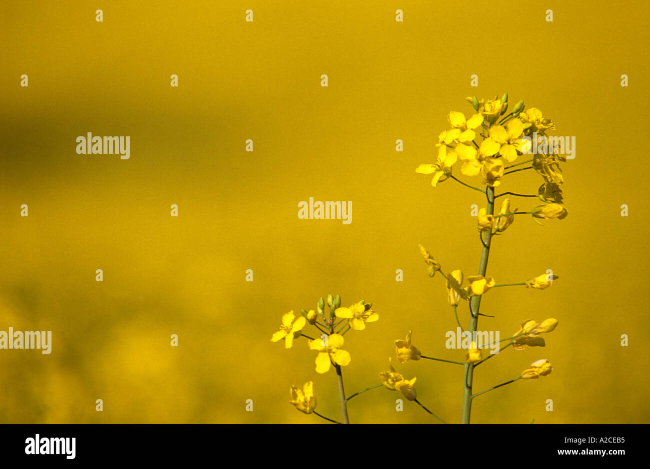 Field of oil seed rape in England Stock Photo - Alamy