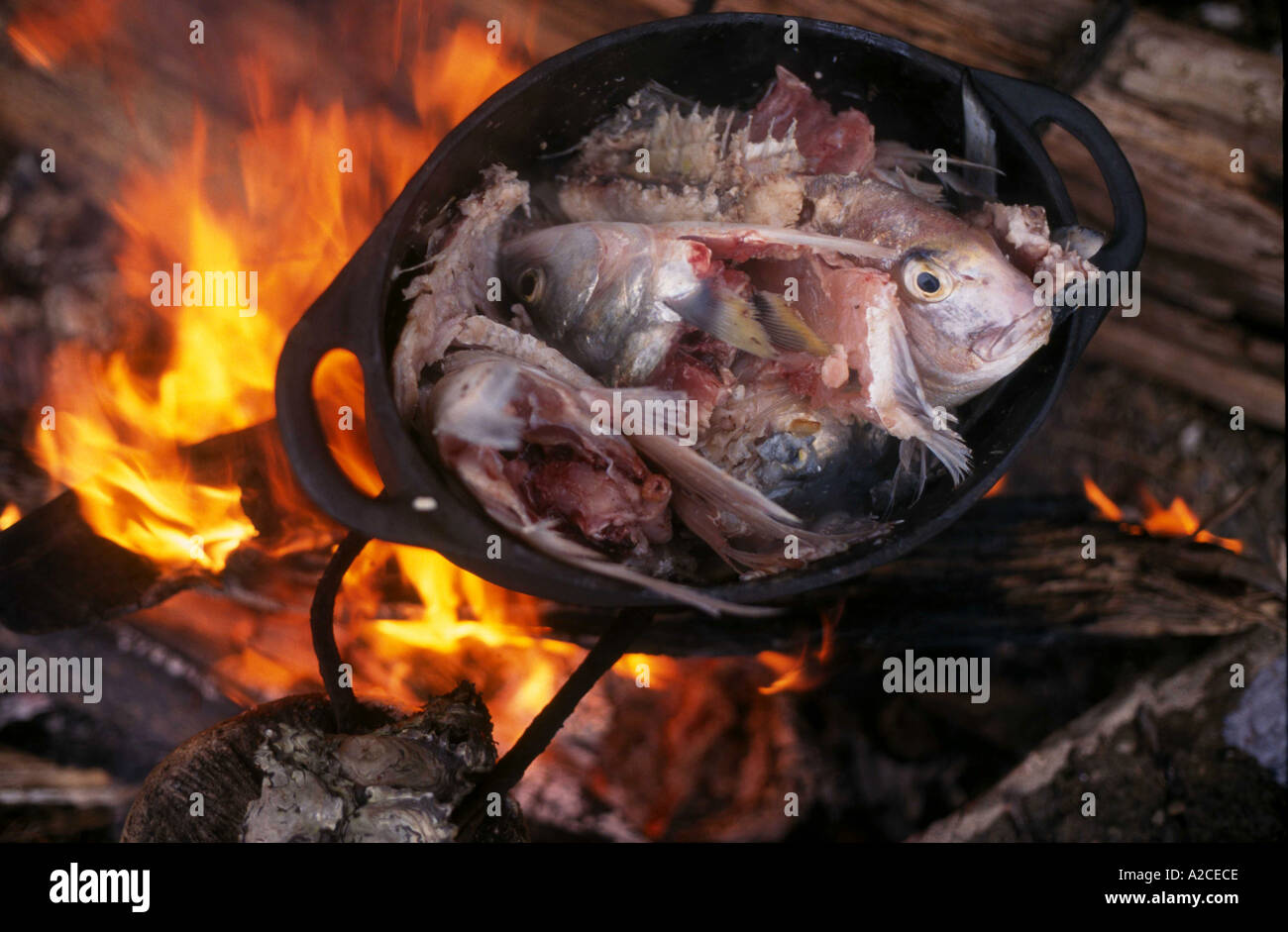 Fish chowder over flames of a beach fire in New Zealand Stock Photo