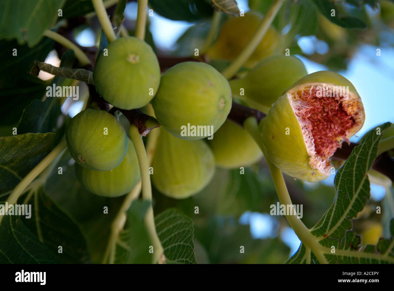Figs with pink flesh hires stock photography and images Alamy