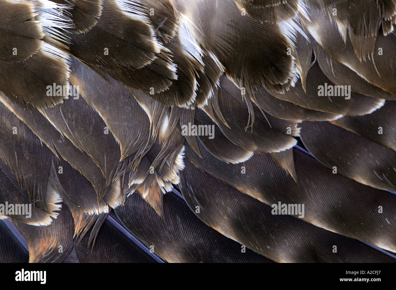Red Shouldered Hawk Feathers Feet Beak Stock Photo Alamy
