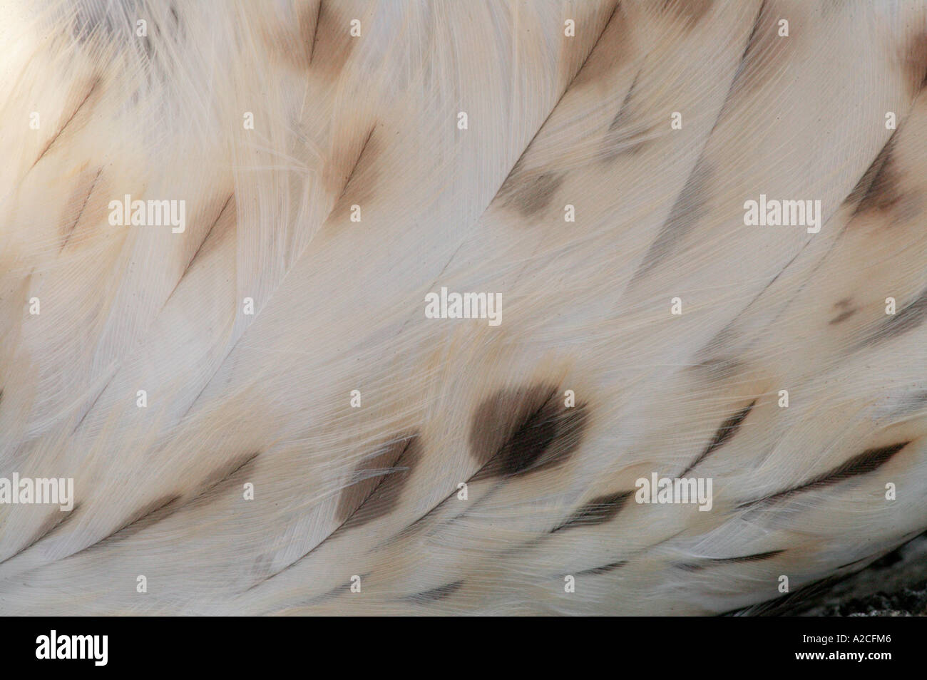 Red Shouldered Hawk Feathers Feet Beak Stock Photo Alamy