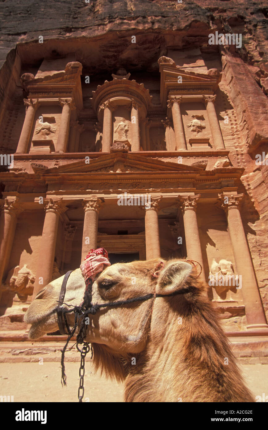 Camel in Front of the carved facade of al Khazneh the treasury in the rose gold city of Petra Jordan Middle East Stock Photo