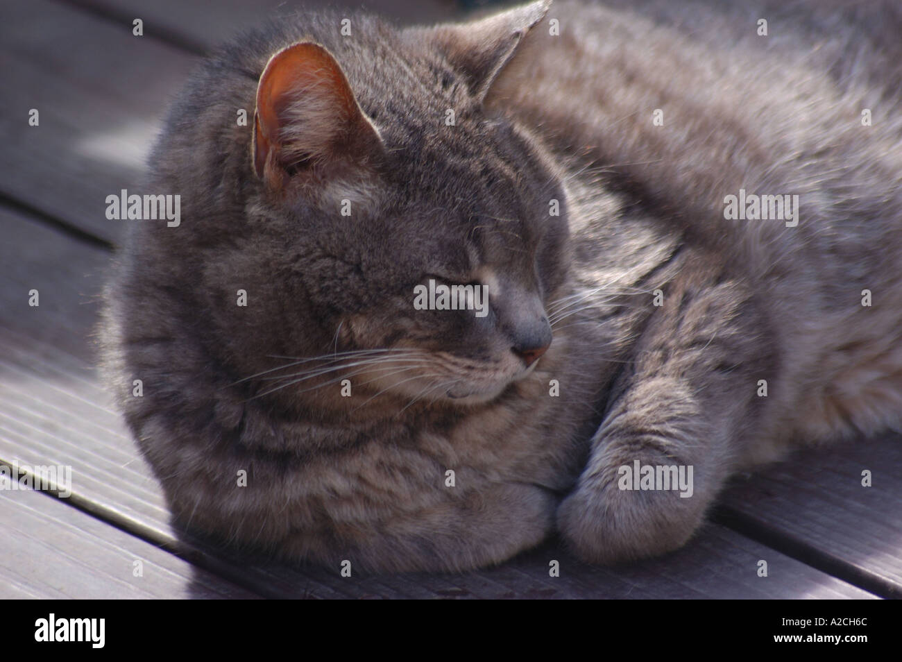 Grey House Cat Stock Photo - Alamy
