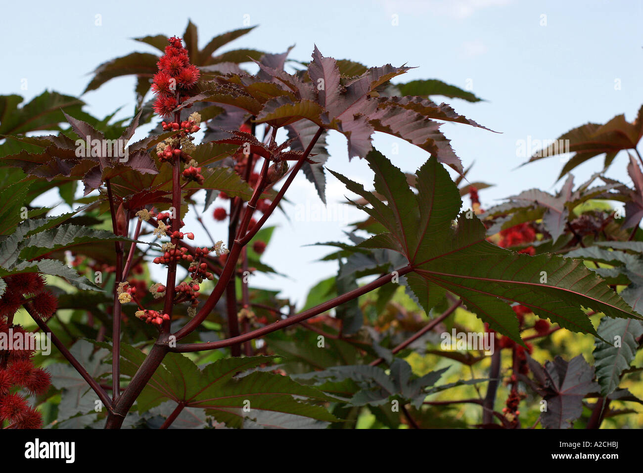 RICINUS COMMUNIS CASTOR OIL PLANT Stock Photo - Alamy
