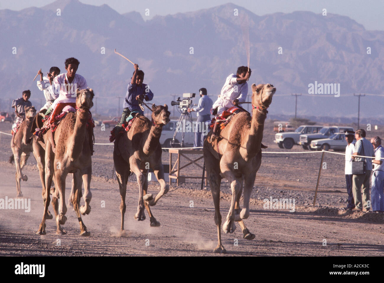 Oman. Seeb near capital area. Camel races take place here regularly Stock Photo