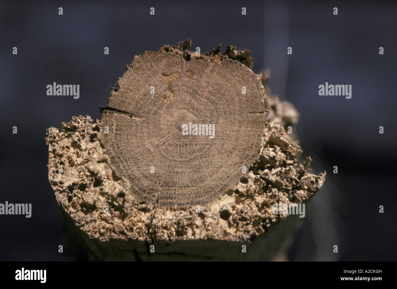 Furniture Beetle Woodworm damage to outer rings of Oak trunk Stock