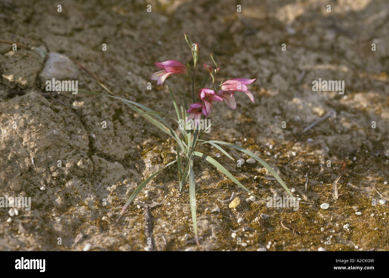 Endemic Cyprus Gladiolus Gladiolus triphyllus Stock Photo