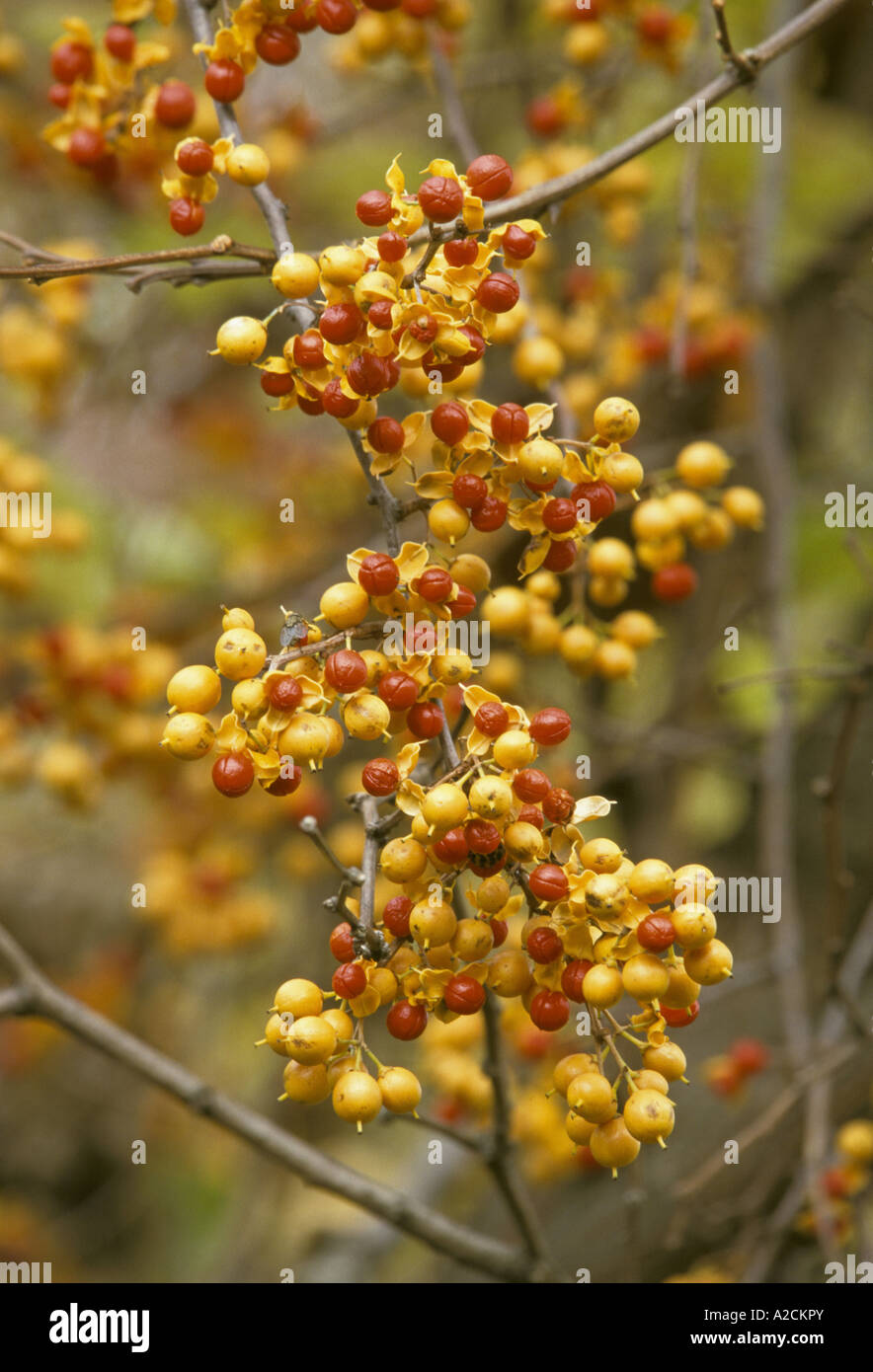 American Bittersweet Celastrus scandens Berries Appalachians USA Stock