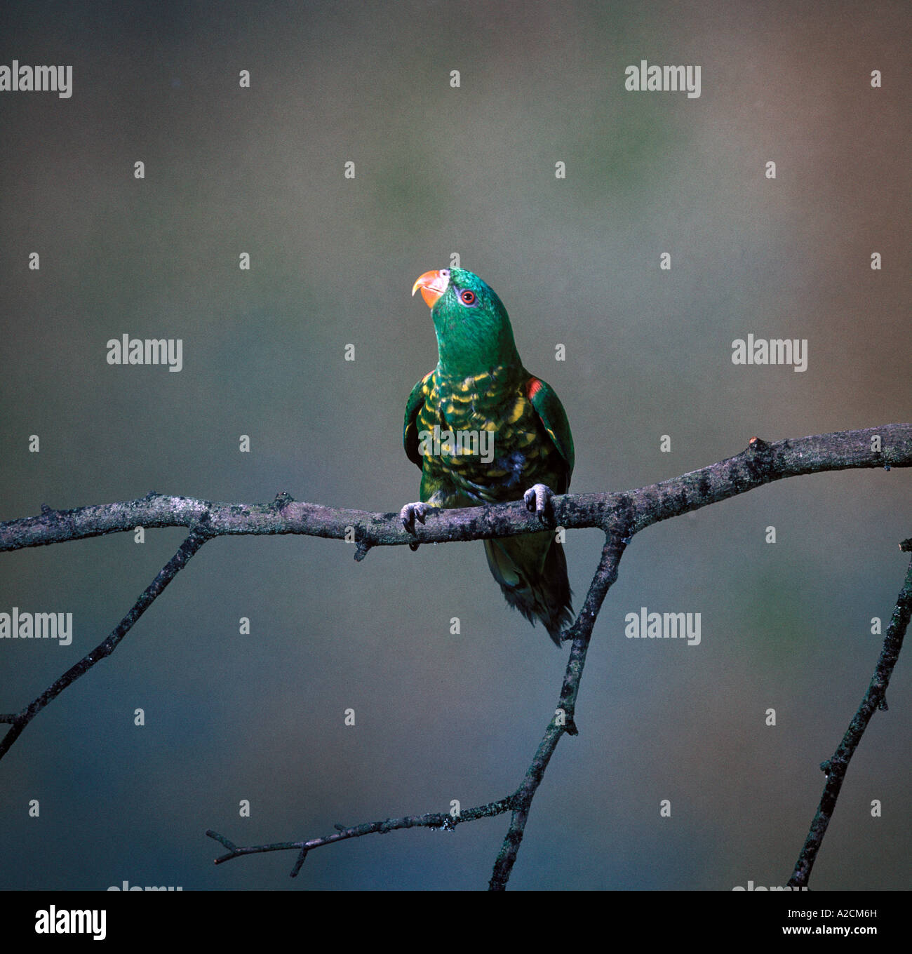 Scaly breasted Lorikeet Trichglossus chlorolepidotus Stock Photo