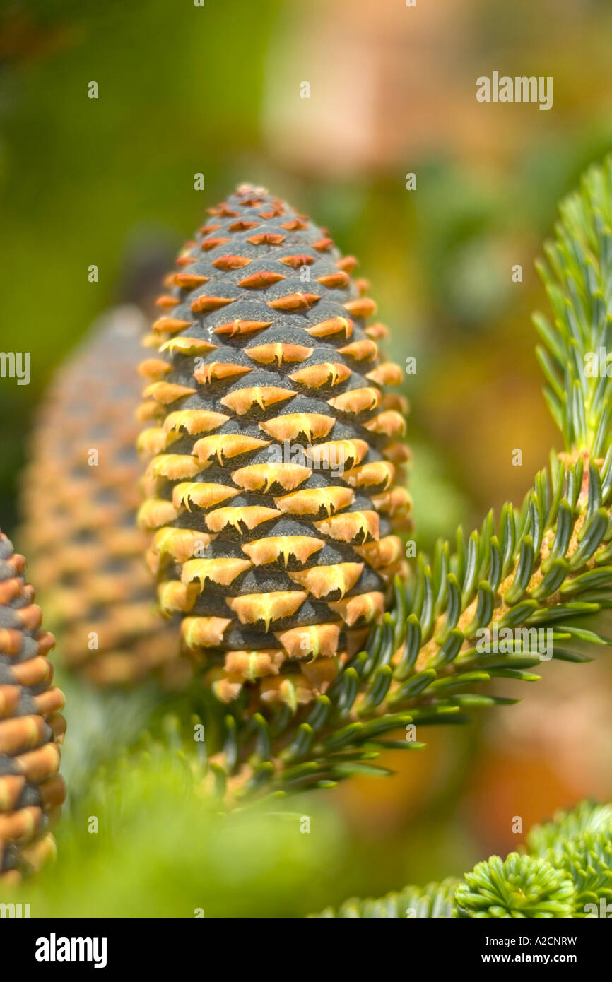 Young Pine Cones Growing on a Fraser Fir Tree Stock Photo