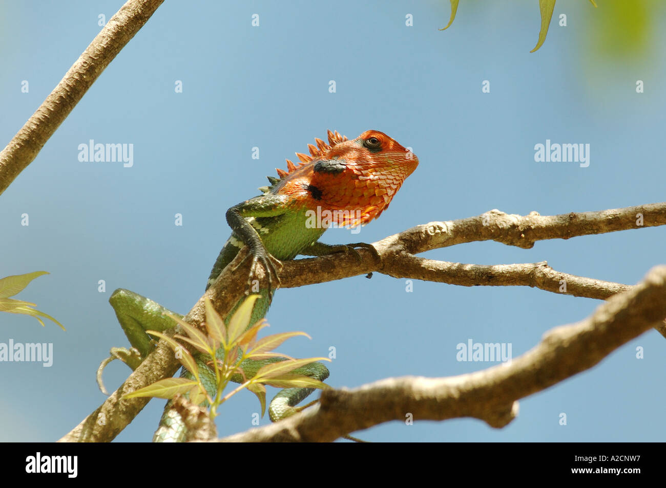 Male Green Garden Lizard (Calotes calotes) in breeding colours, Yala West National Park, Sri Lanka Stock Photo
