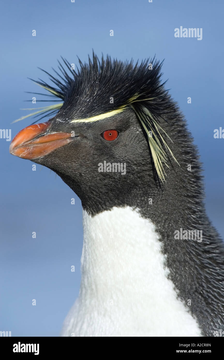Adult birds have red feet hires stock photography and images Alamy