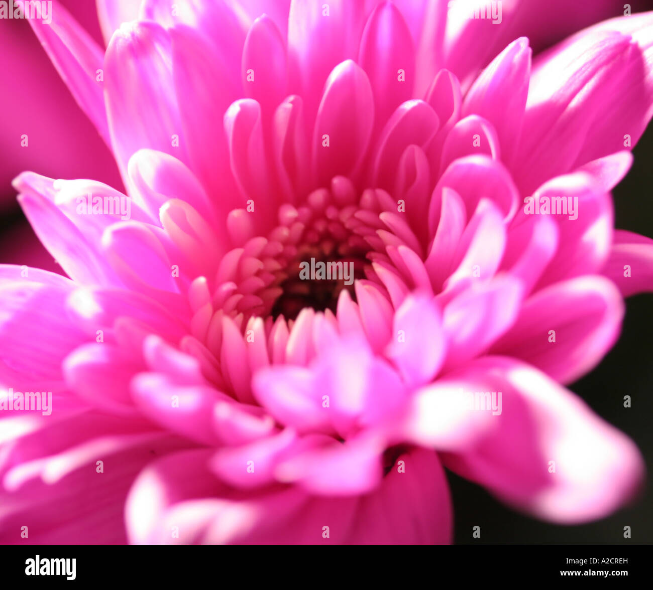 Bouquets family hi res stock photography and images Page 11 Alamy