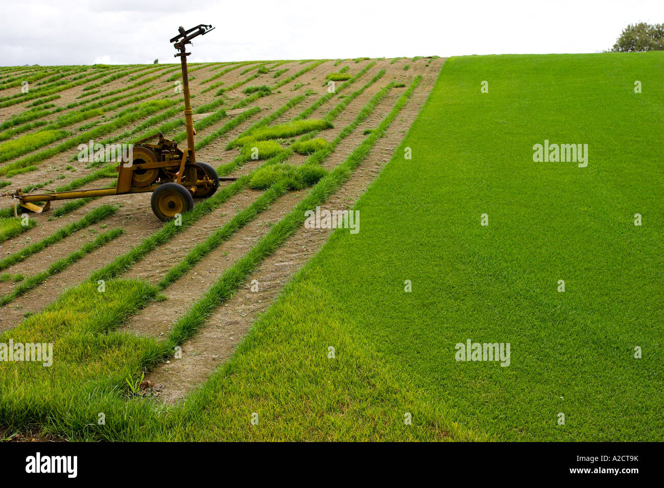Turfgrasses hires stock photography and images Alamy