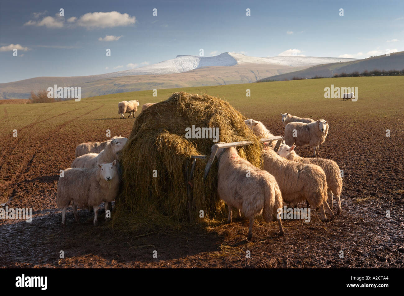 Brecon beacons winter landscape sheep hi-res stock photography and ...