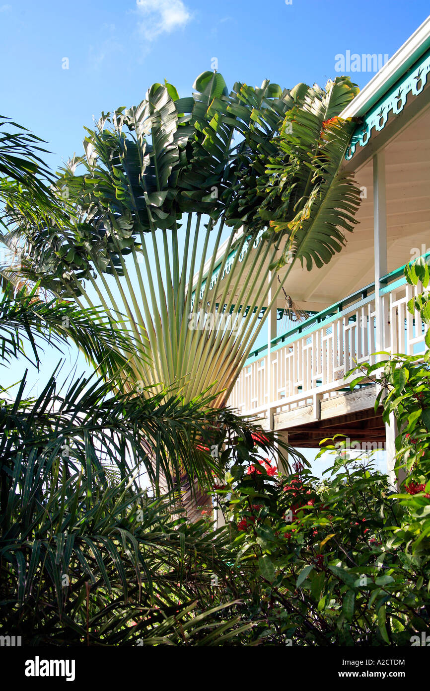 Large 25ft high Travellers Palm ravenala madagascariensis at Nevis in the Caribbean Stock Photo
