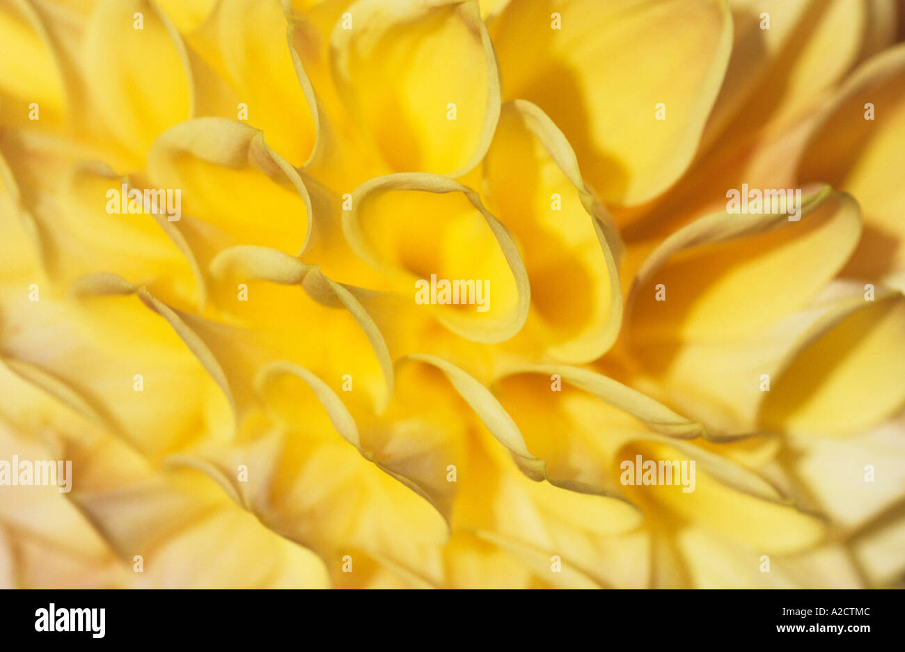 Yellow Dahlia Flower Cultivated Plant Stock Photo
