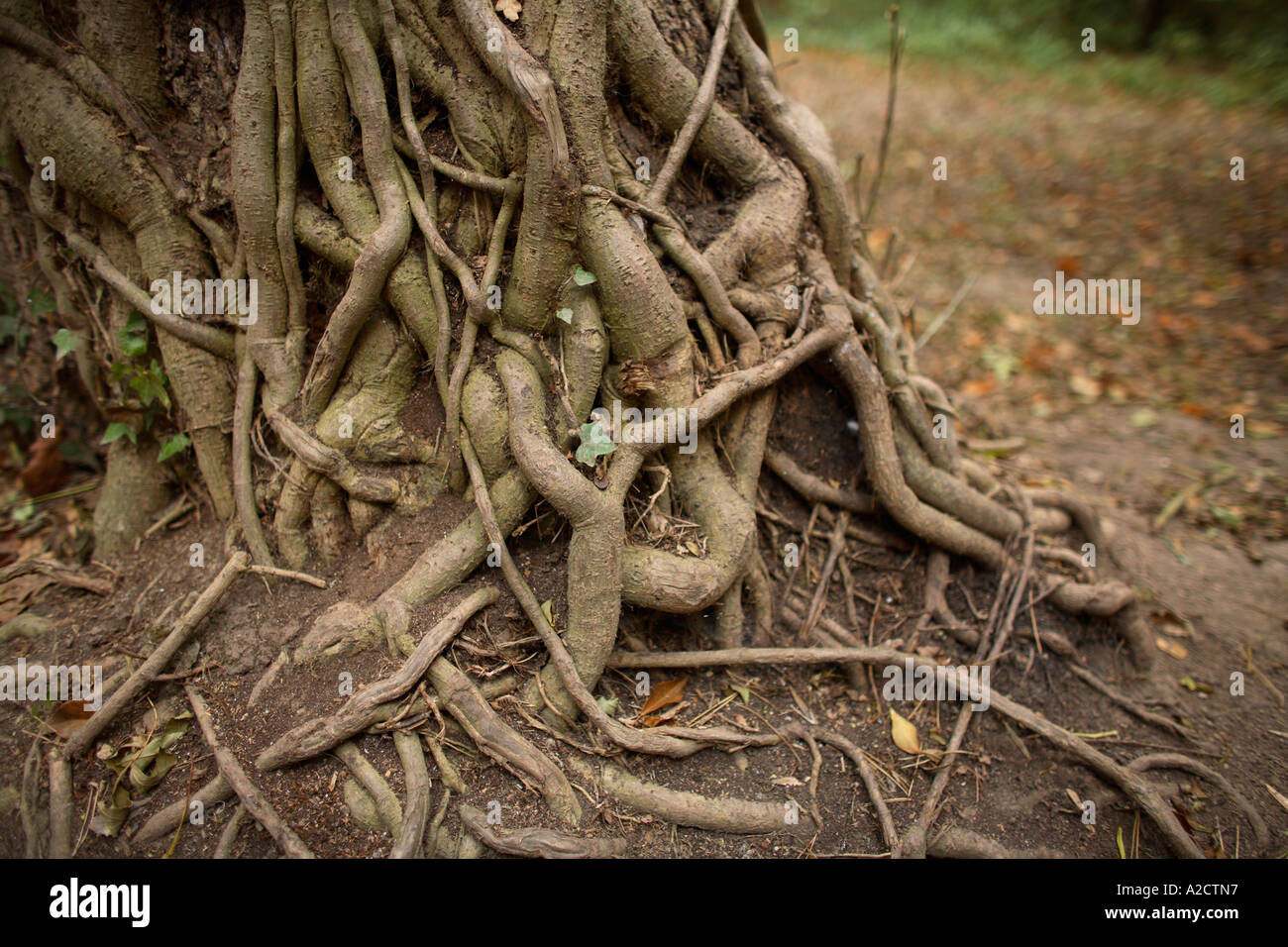 Exposed tree roots in a wood Stock Photo - Alamy