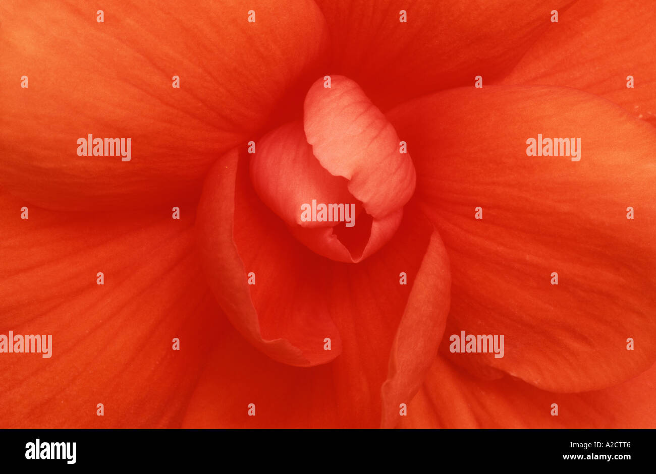Begonia Flower Abstract Begonia x tuberhybrida Cultivated Plant Stock Photo