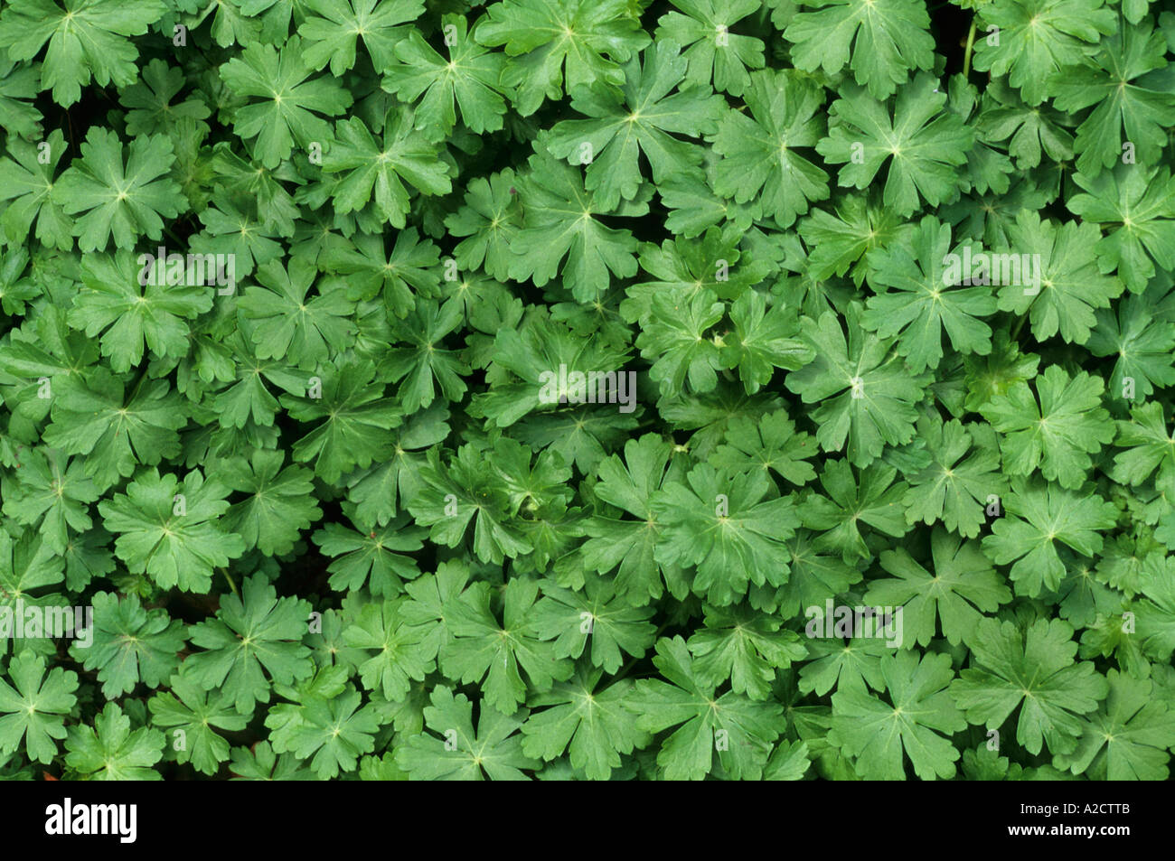 Hardy Geranium Leaves Cultivated Plant Stock Photo