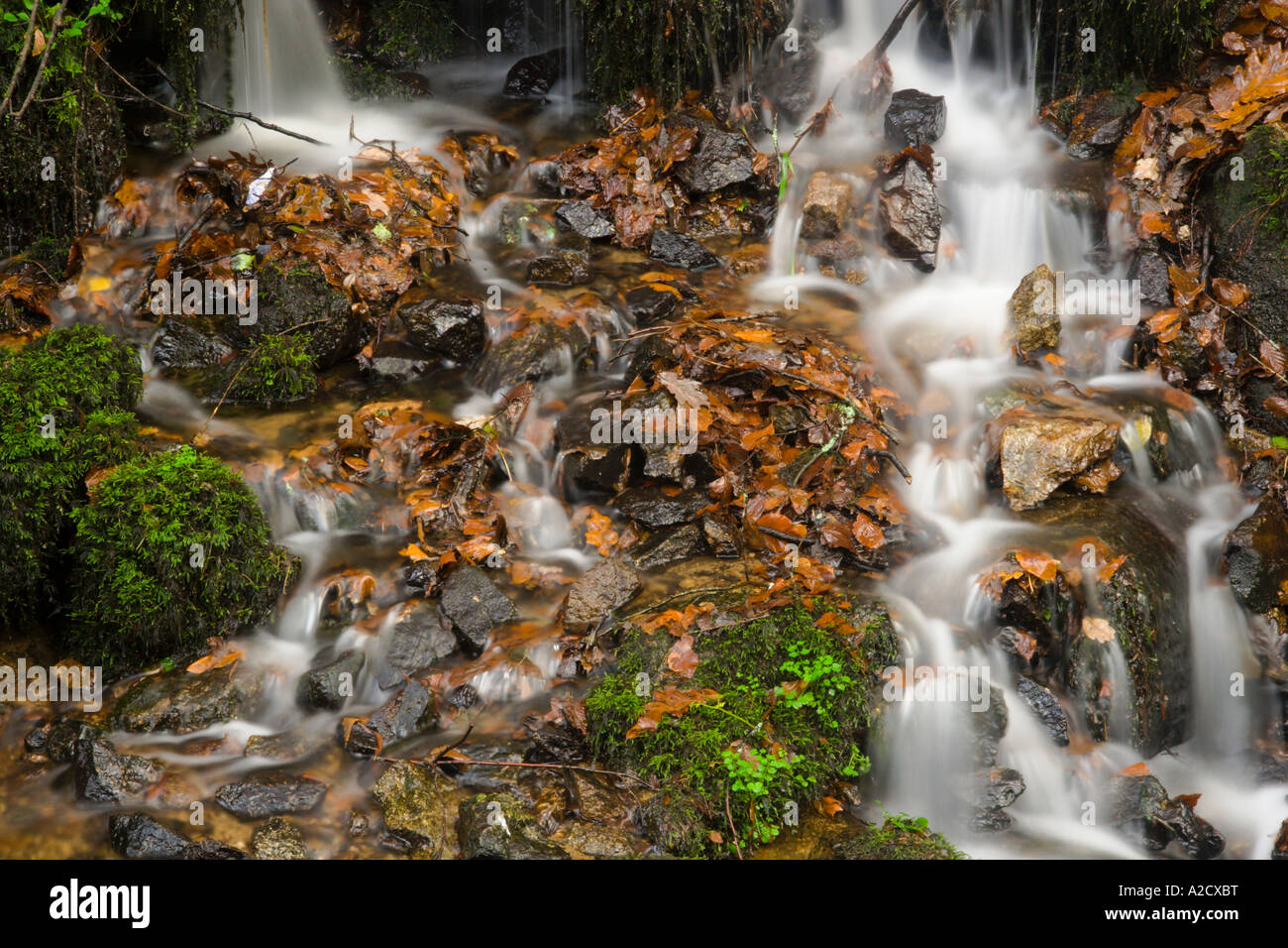 Water working its way through leaves in the Woods Stock Photo