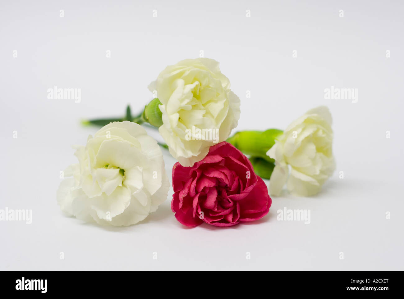 Three white carnations and one red on a white background Stock Photo