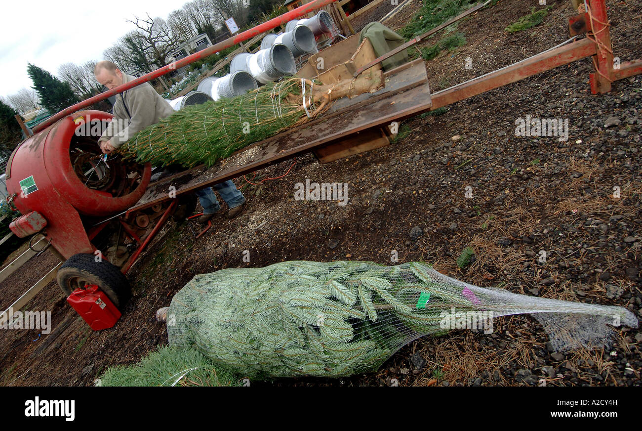 Chesham Christmas Tree Farm in Chesham a farmstyle village outside