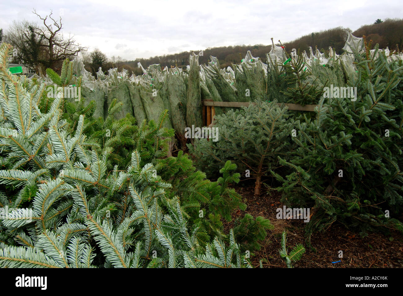 Chesham Christmas Tree Farm in Chesham a farmstyle village outside