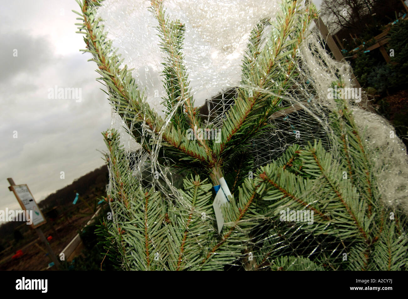 Chesham Christmas Tree Farm in Chesham a farmstyle village outside