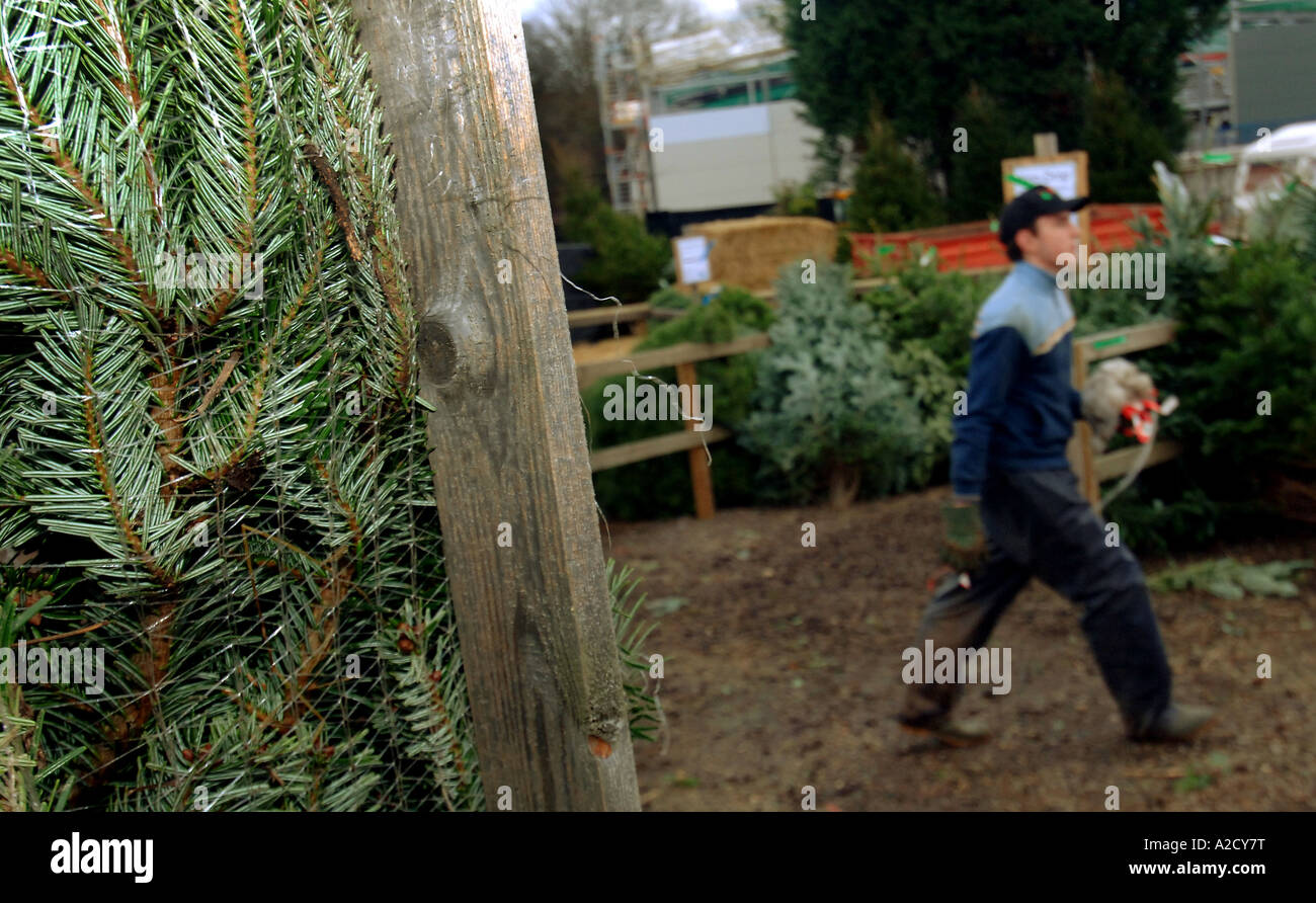 Chesham Christmas Tree Farm in Chesham a farmstyle village outside