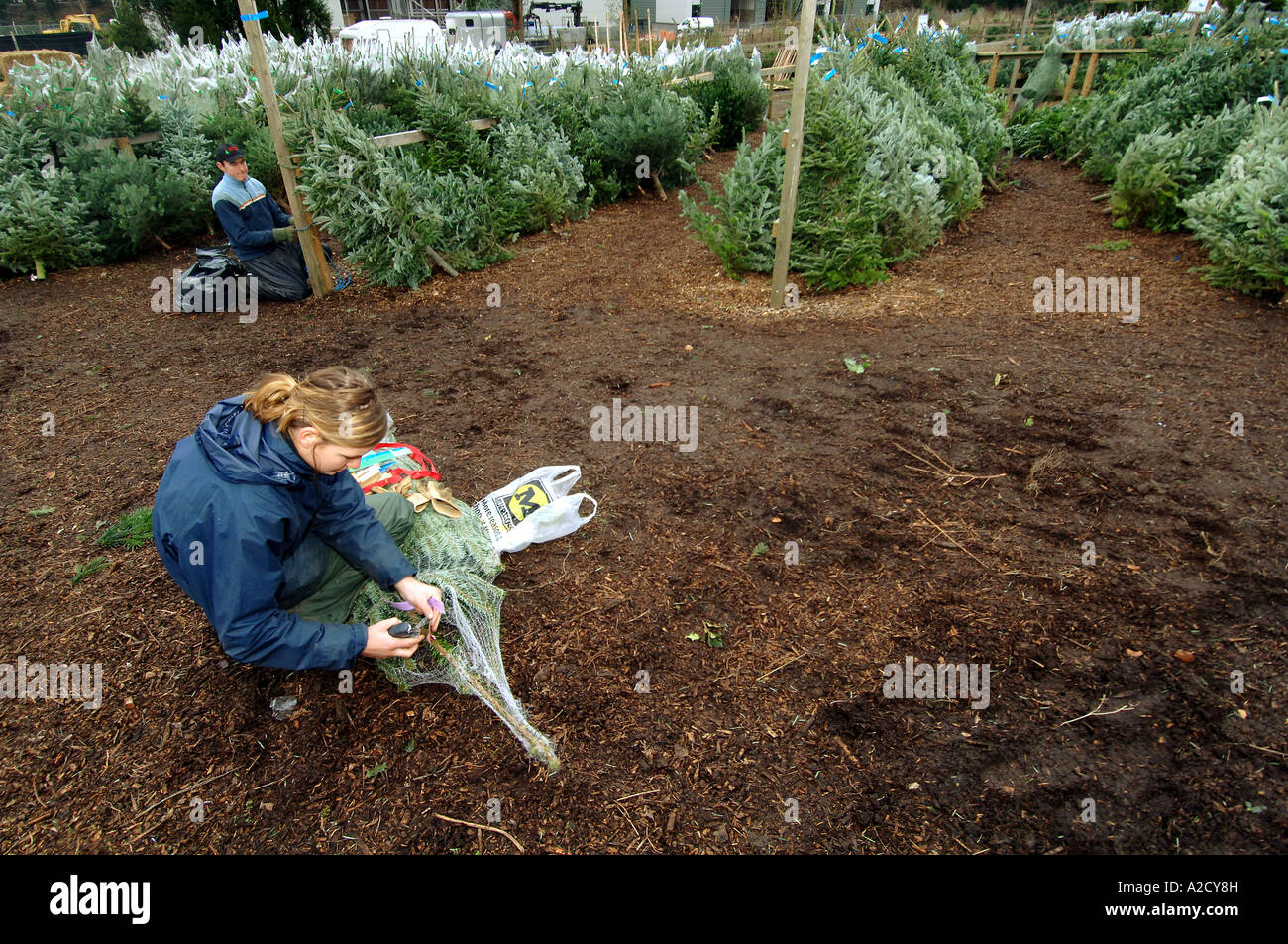 Chesham Christmas Tree Farm In Chesham A Farmstyle Village Outside Stock Photo Alamy