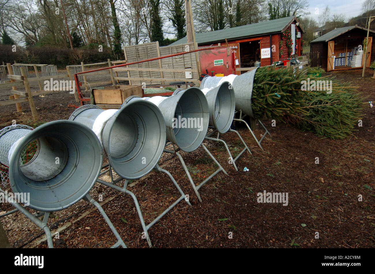 Chesham Christmas Tree Farm in Chesham a farmstyle village outside London Stock Photo Alamy