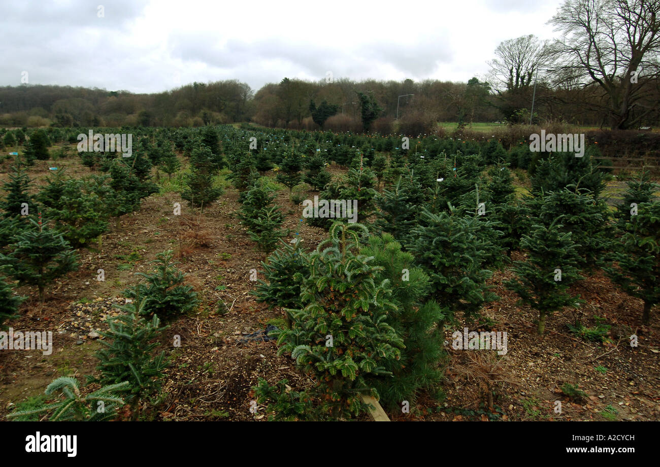 Chesham Christmas Tree Farm in Chesham a farmstyle village outside