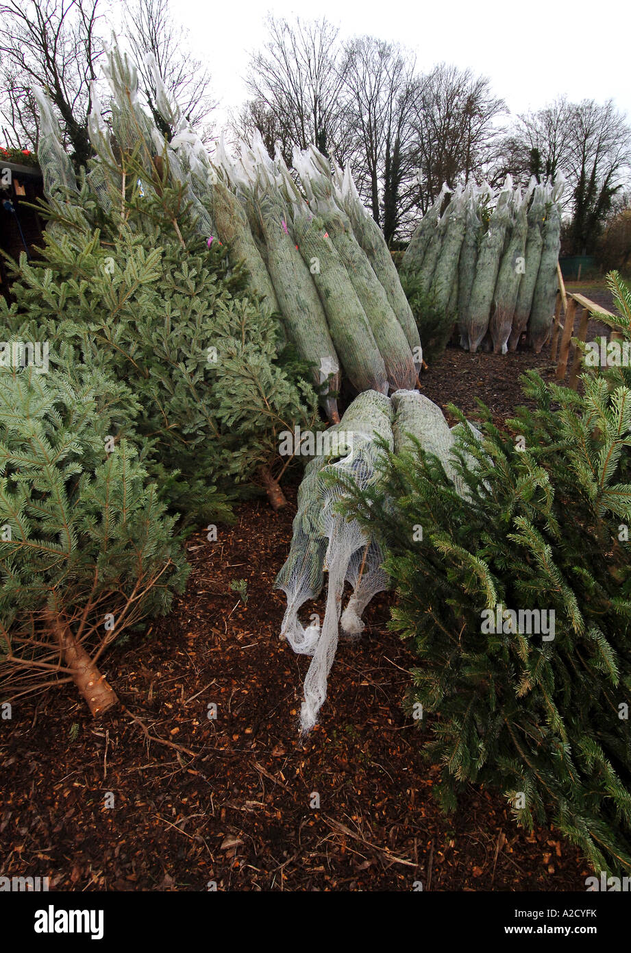 Chesham Christmas Tree Farm in Chesham a farmstyle village outside