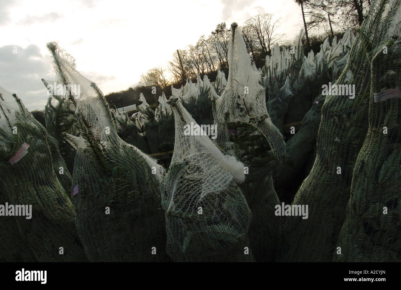 Chesham Christmas Tree Farm in Chesham a farmstyle village outside