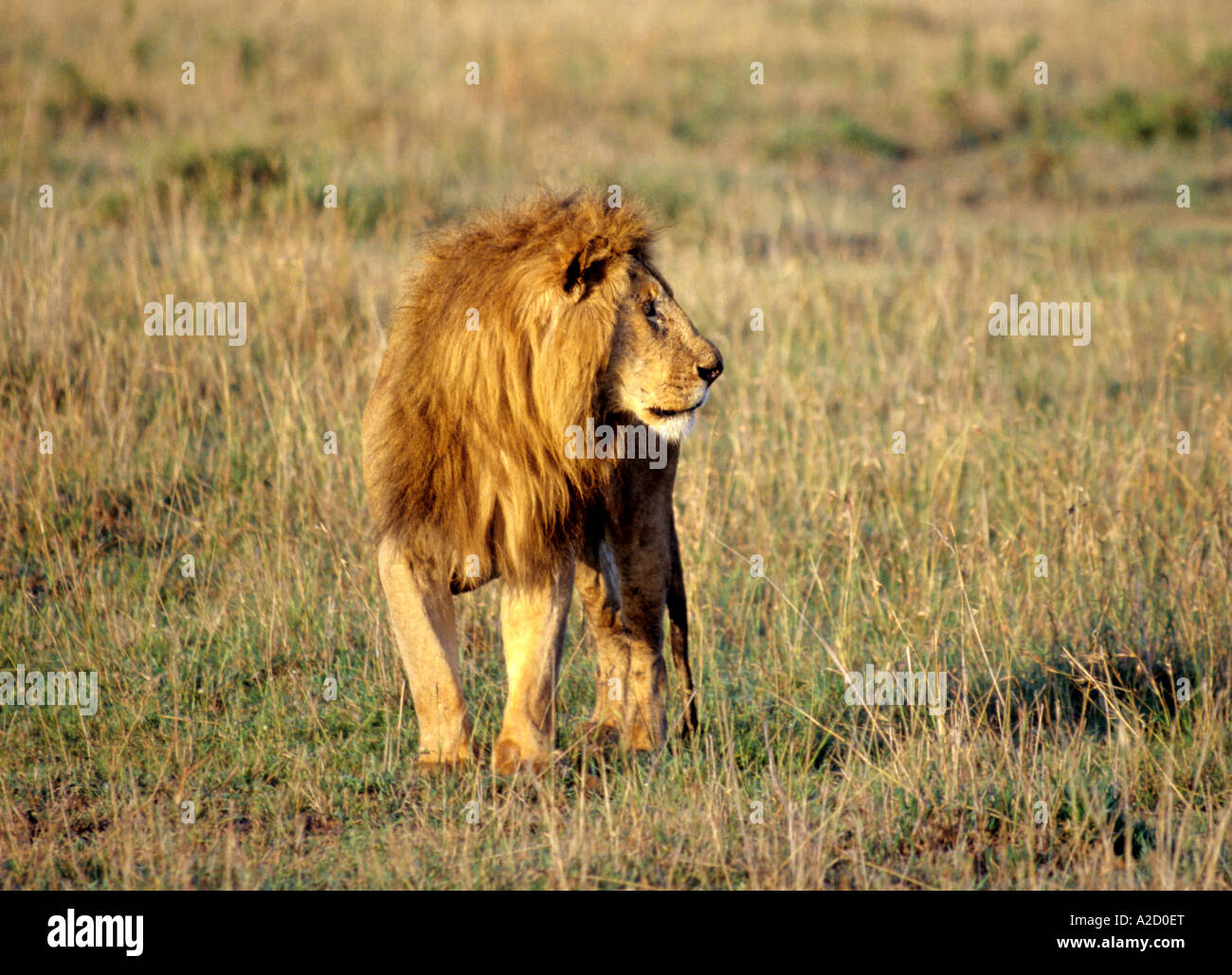 Lion Masai Mara Park Kenya Stock Photo - Alamy