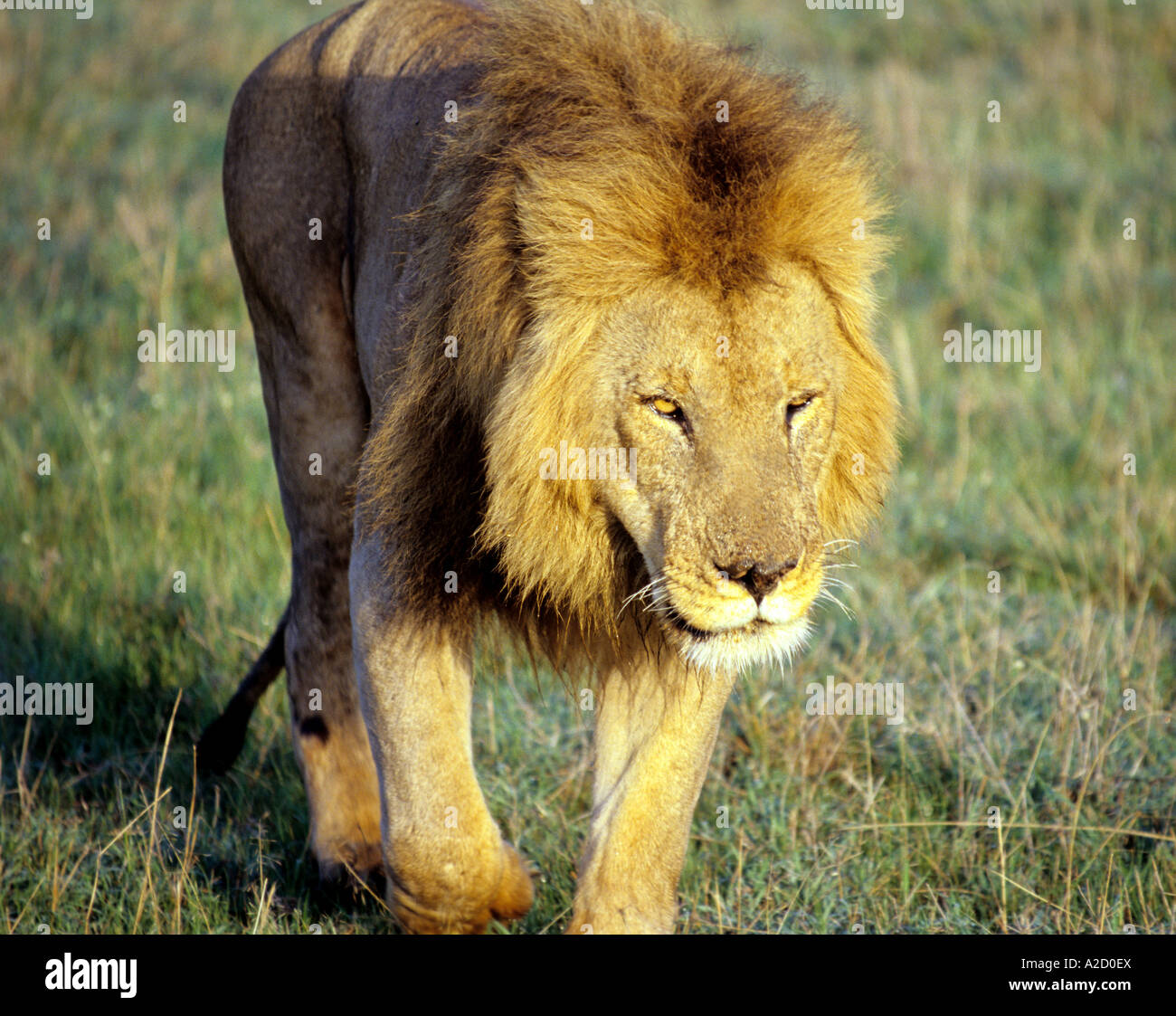 Lion Masai Mara Park Kenya Stock Photo - Alamy