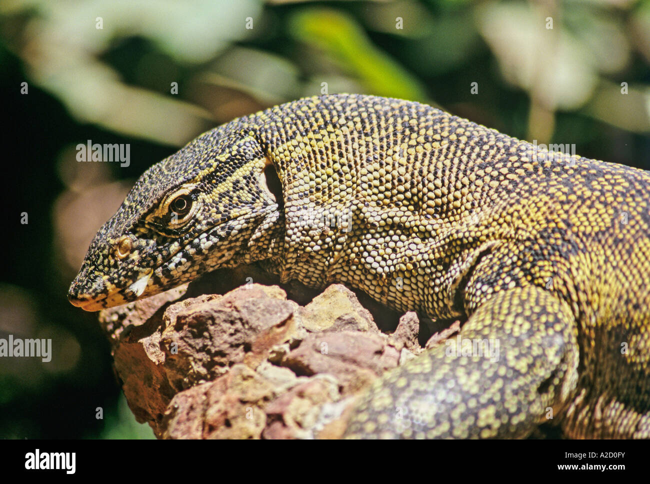 Monitor Lizard The Gambia West Africa Stock Photo - Alamy
