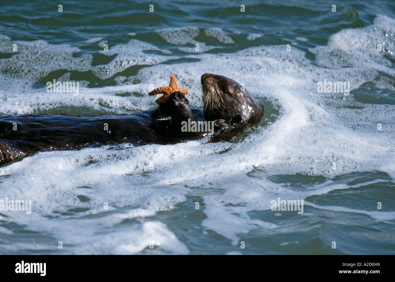 Sea Otter (Enhydra lutris) feeding on starfish in surf, USA Stock Photo