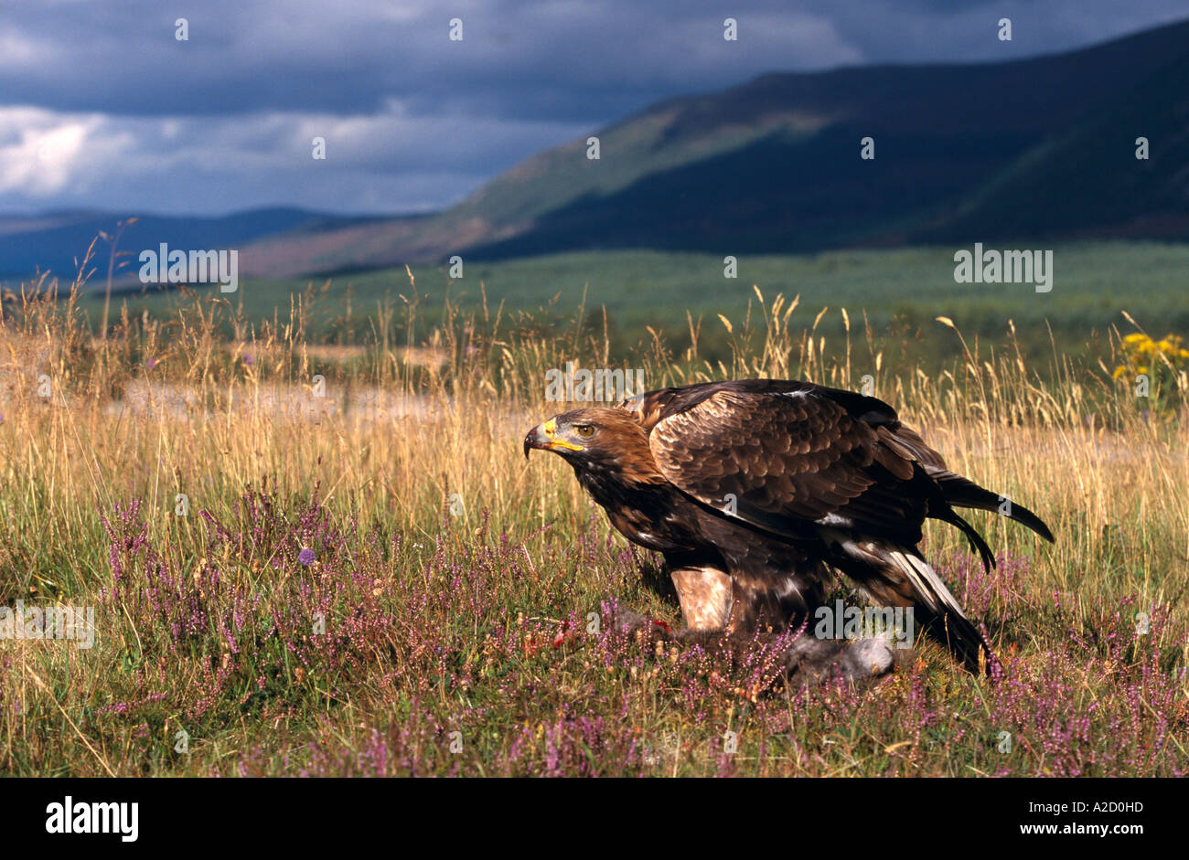 Golden Eagle Aquila Chrysaetos Stood Over Prey Showing
