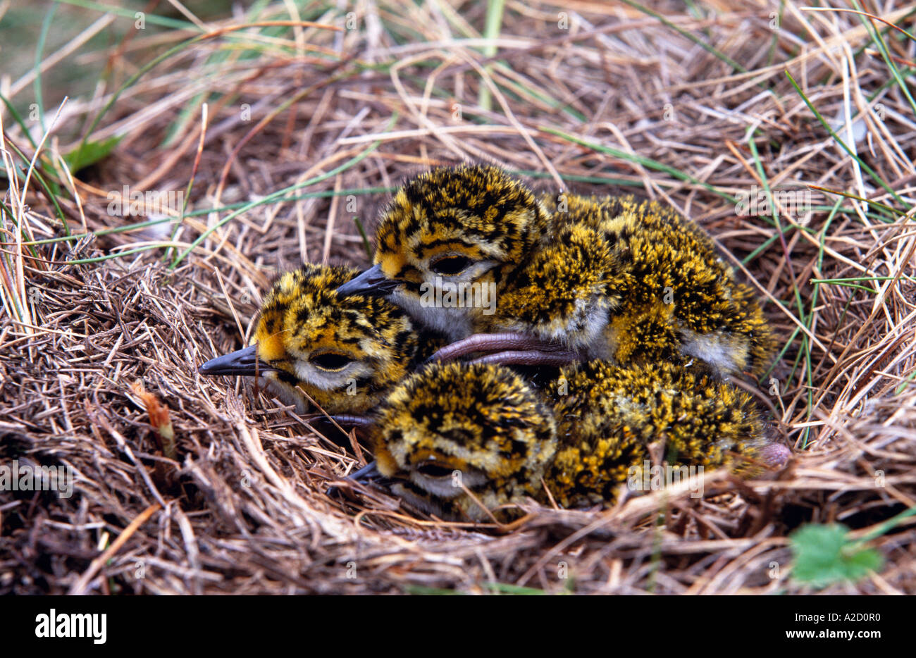 Golden Plover Pluvialis Apricaria Young Chicks In Nest On Moor UK Stock 