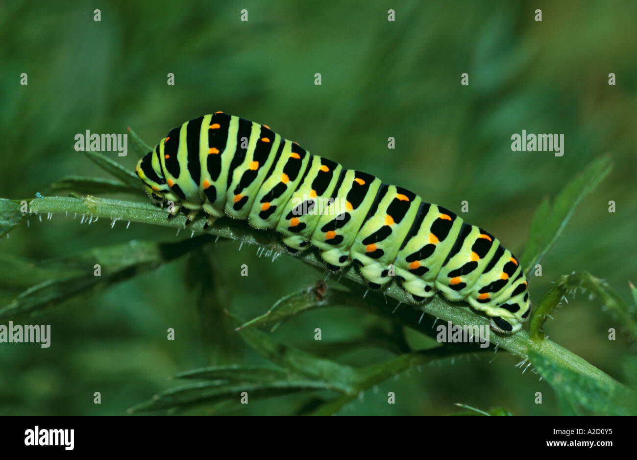 Swallowtail Butterfly Papilio machaon mature larva UK Stock Photo