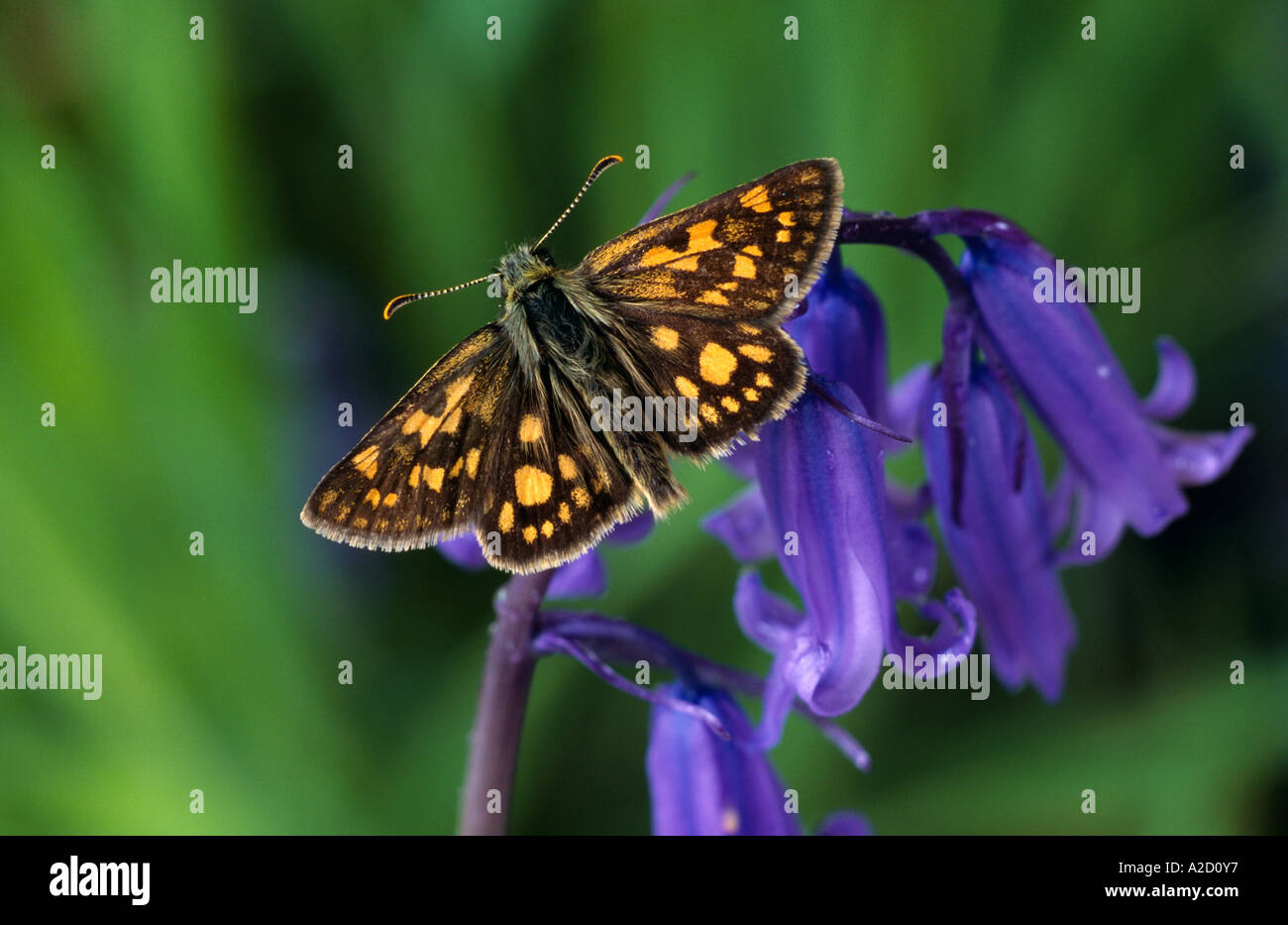 Chequered Skipper Butterfly Carterocephalus palaemon UK Stock Photo