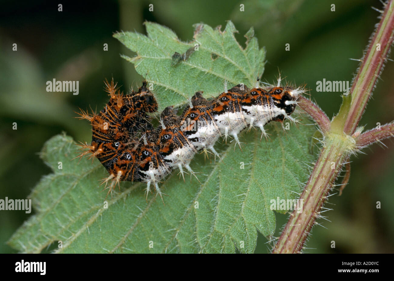 Comma Butterfly Polygonia c album hatching from pupa UK Stock Photo